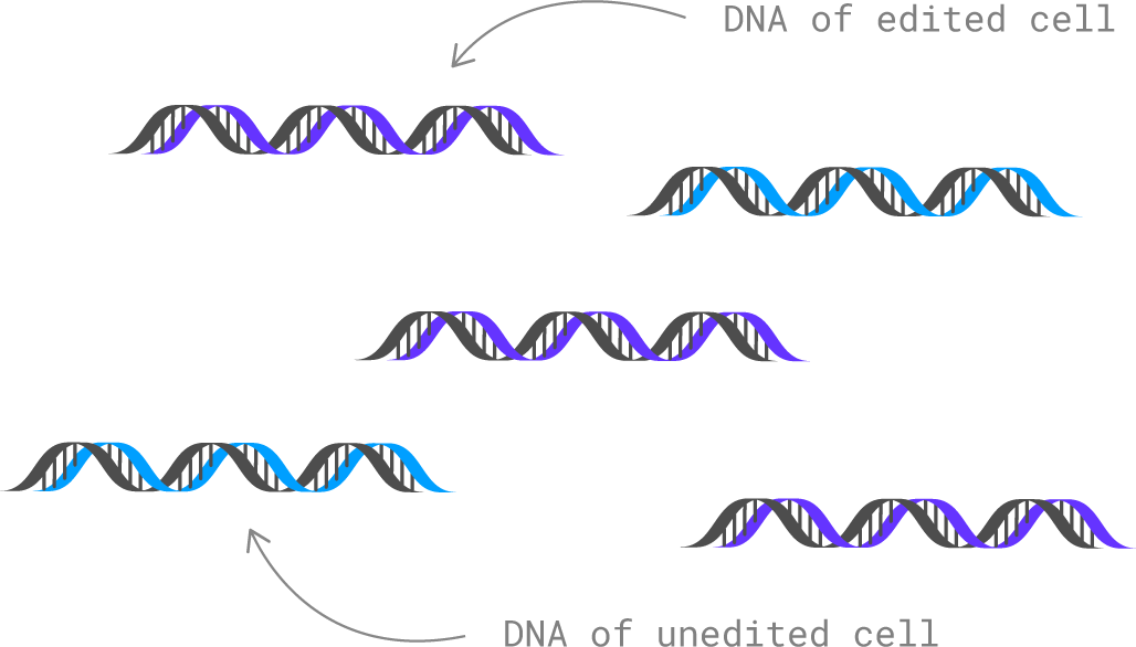 Cell Lysis & DNA Fragmentation, Step 2