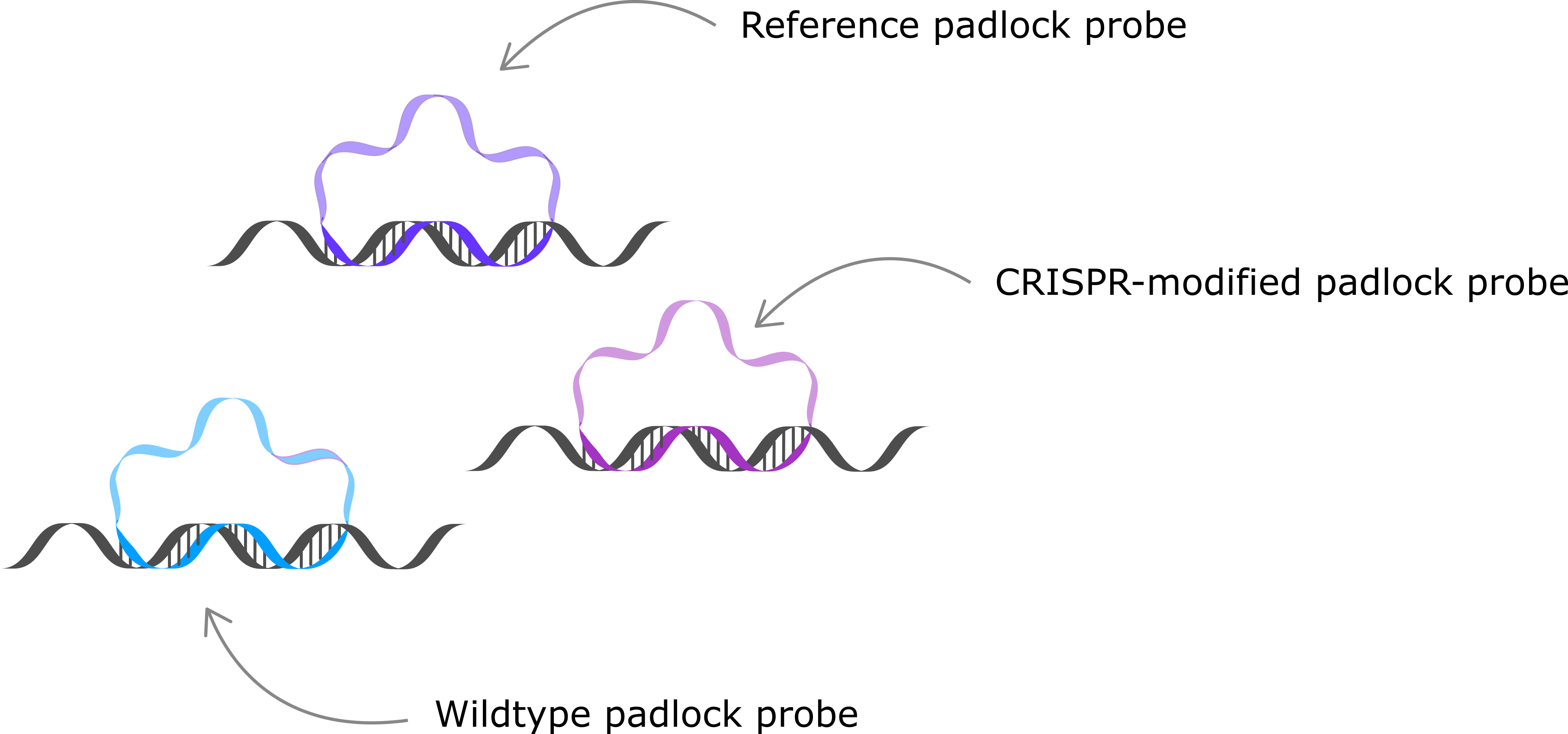 Cell Lysis & DNA Fragmentation, Step 2